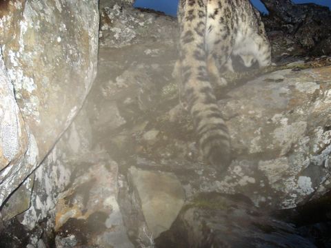 Image of Snow Leopard