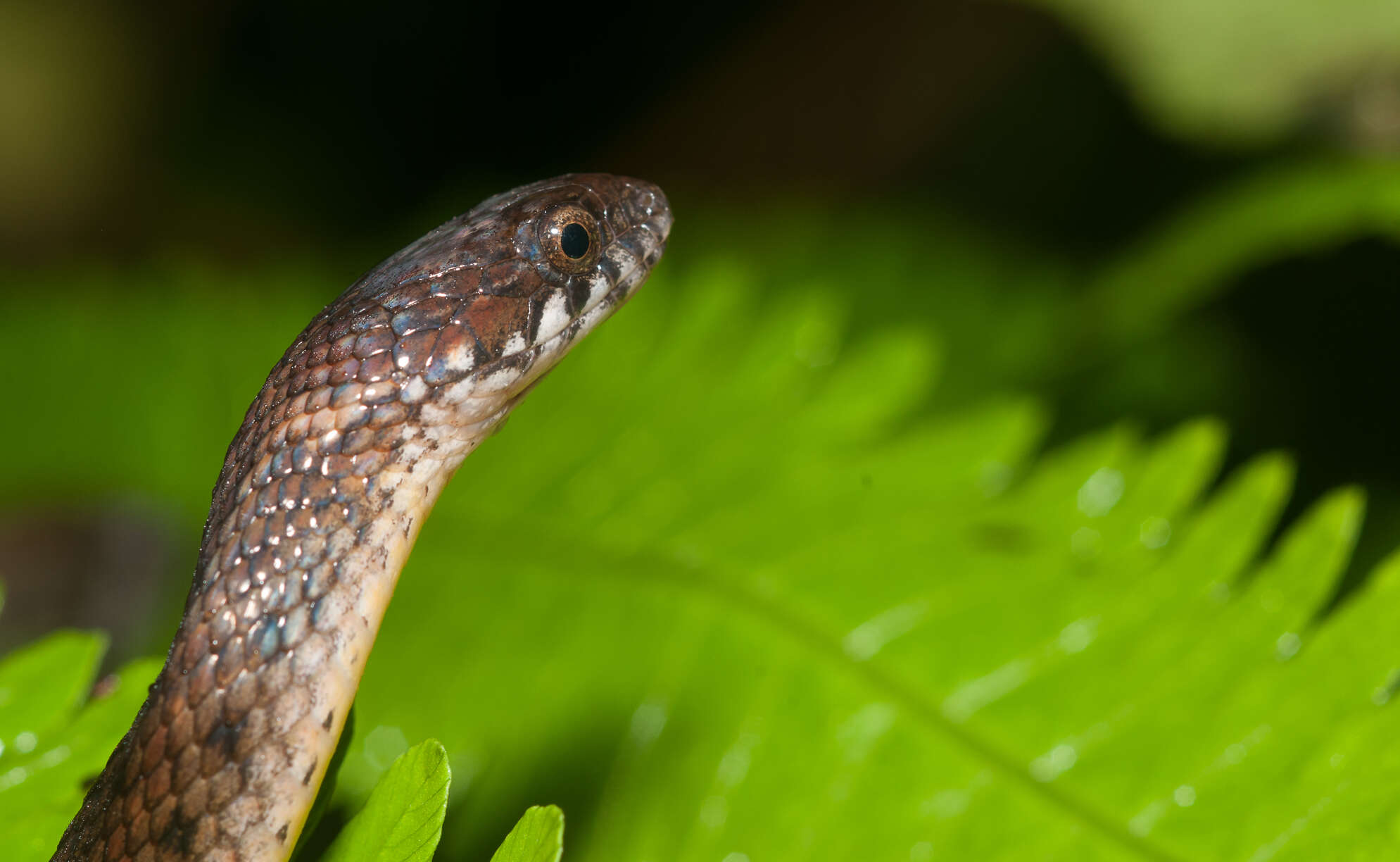 Image of Kosempo Keelback