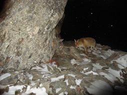 Image of fox, red fox