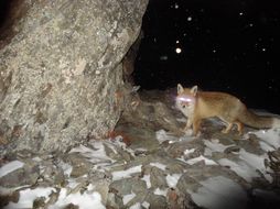 Image of fox, red fox