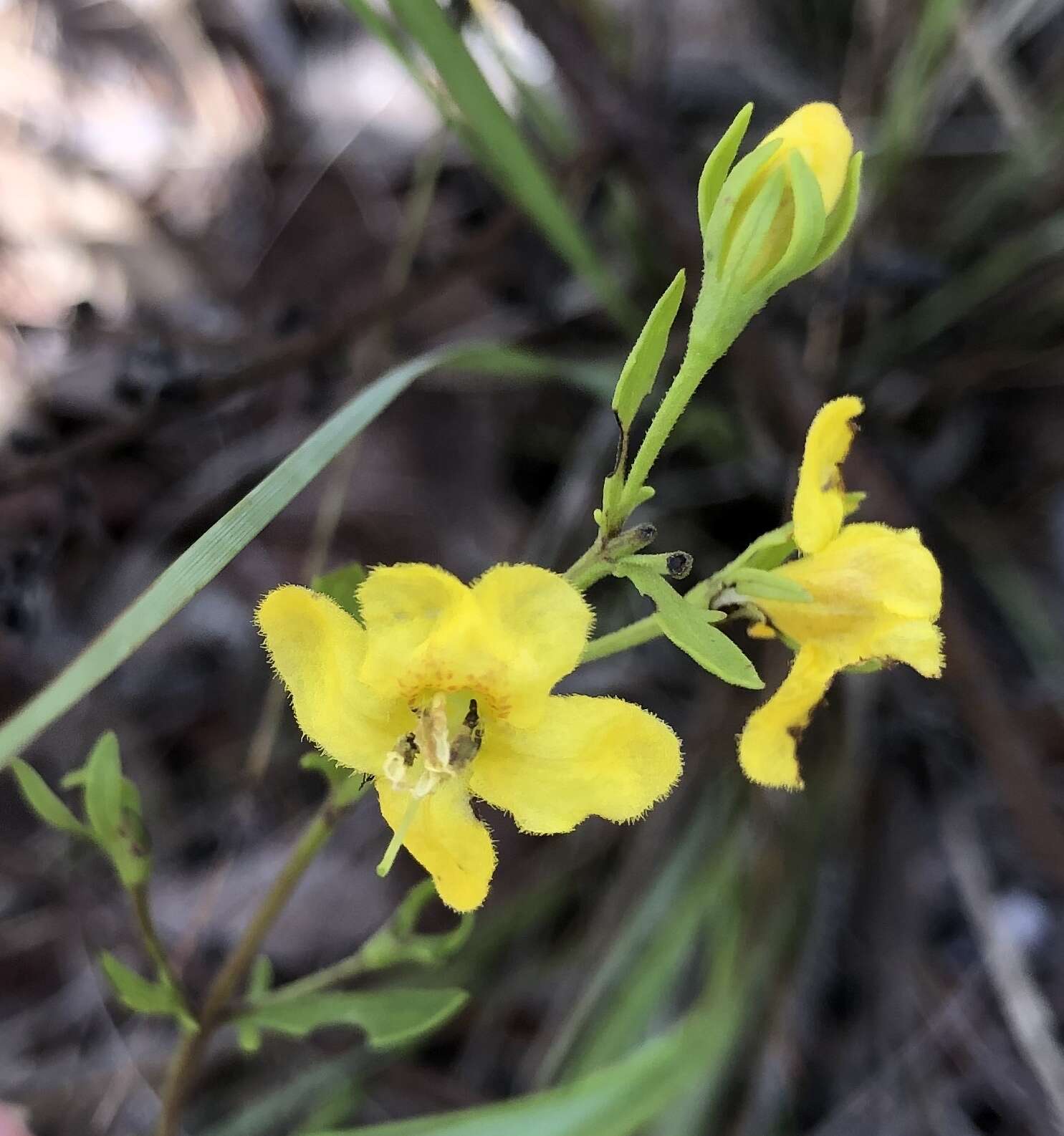 Image of piedmont blacksenna