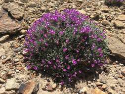 Imagem de Astragalus spatulatus Sheldon