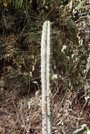 Image of Bolivian Torch Cactus