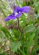 Image of Parry's phacelia