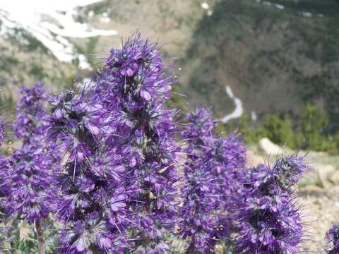 Image of silky phacelia