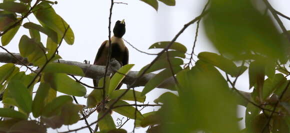 Image of Red Bird-of-Paradise