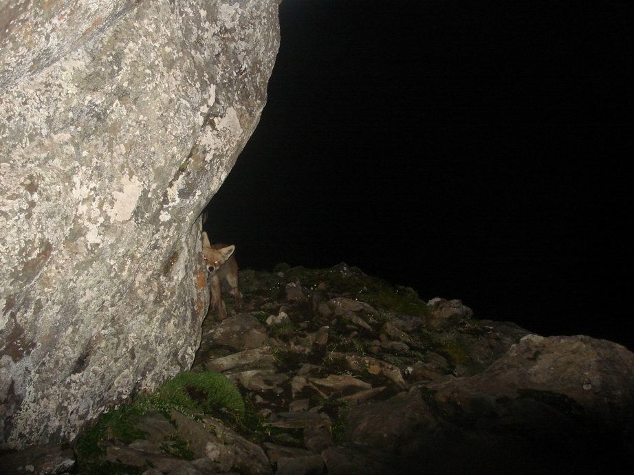 Image of fox, red fox