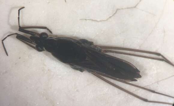 Image of Gerris argenticollis Parshley 1916