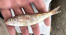 Image of Dwarf Goatfish