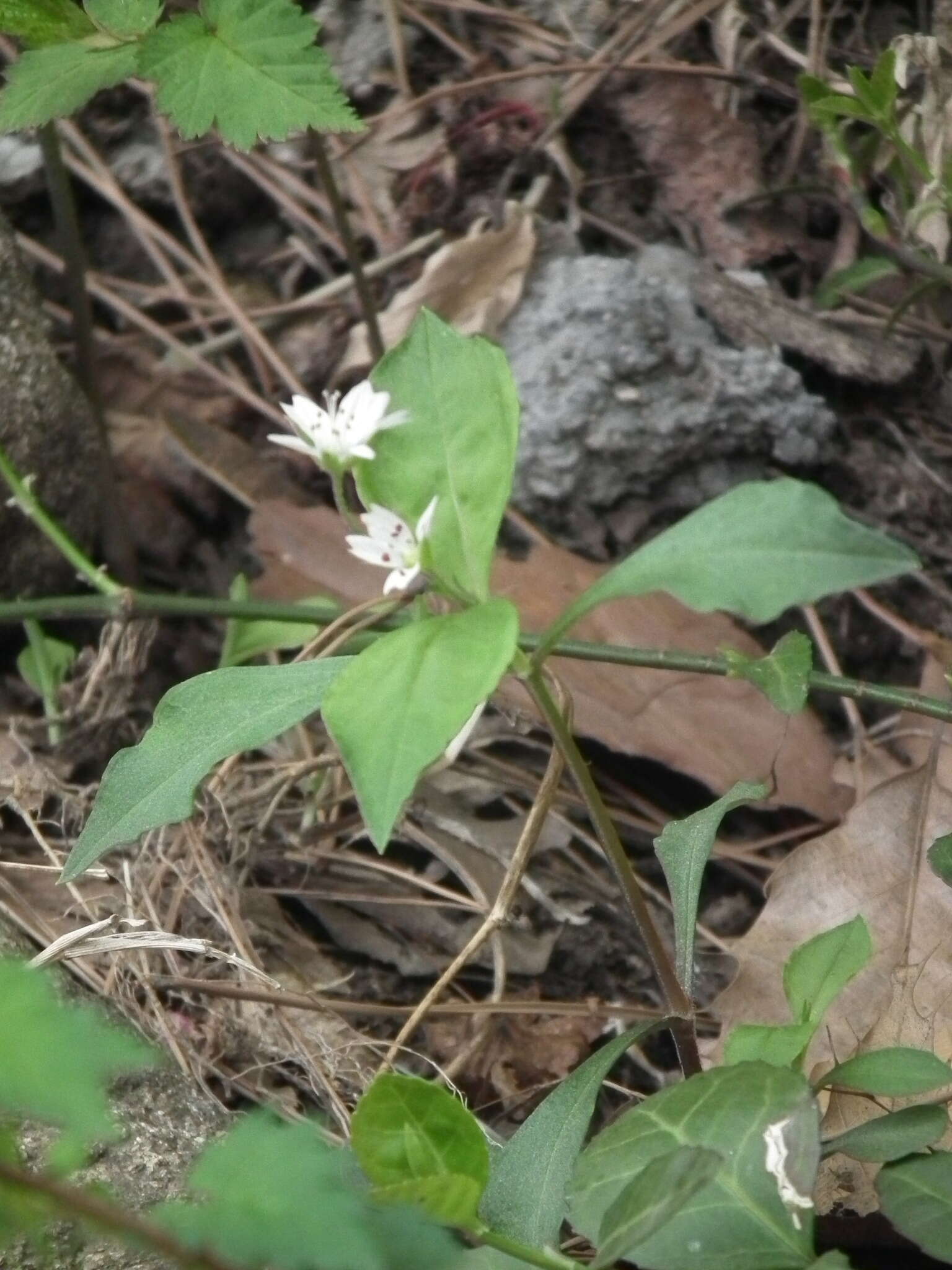 Image of Pseudostellaria heterophylla (Miq.) Pax