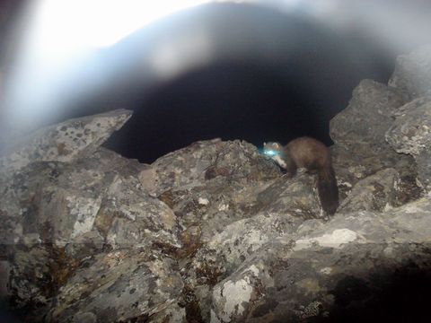 Image of Beech Marten