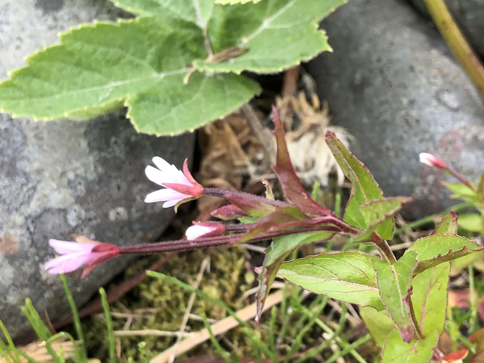 Image of Hornemann's Willowherb