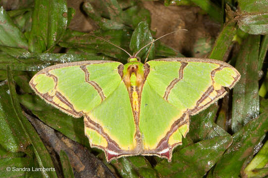 Image de Agathia eromena Prout 1916