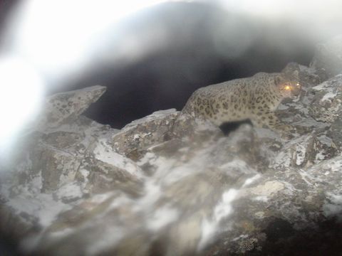 Image of Snow Leopard