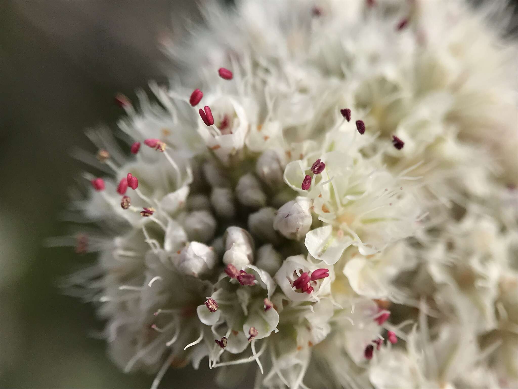 Image of San Nicolas Island buckwheat