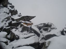 Image of Mountain Weasel