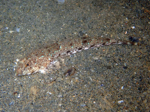 Image of Common Dragonet