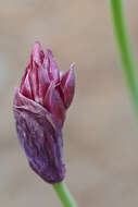 Image of Allium atrosanguineum var. atrosanguineum