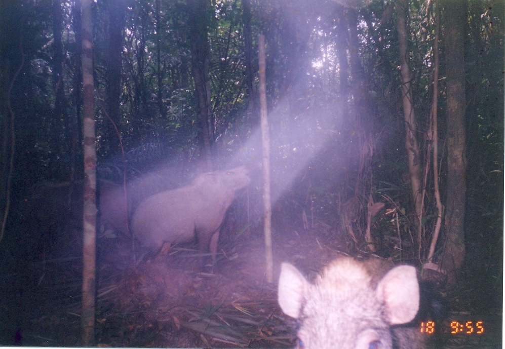 Image of Bearded Pig