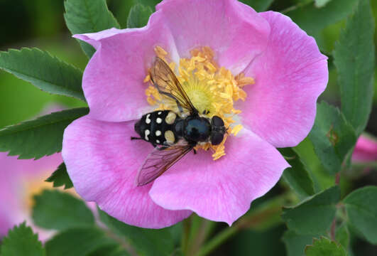 Image of Sericomyia lata (Cqouillett 1907)