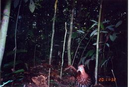 Image of Crested Fireback