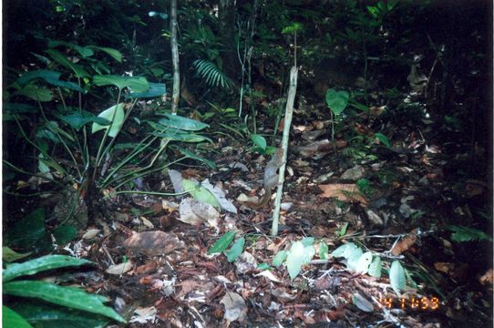 Image of Slender Squirrel