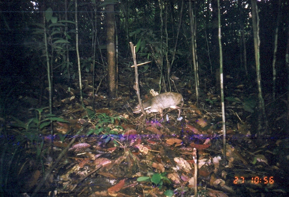 Büyük cüce geyik resmi