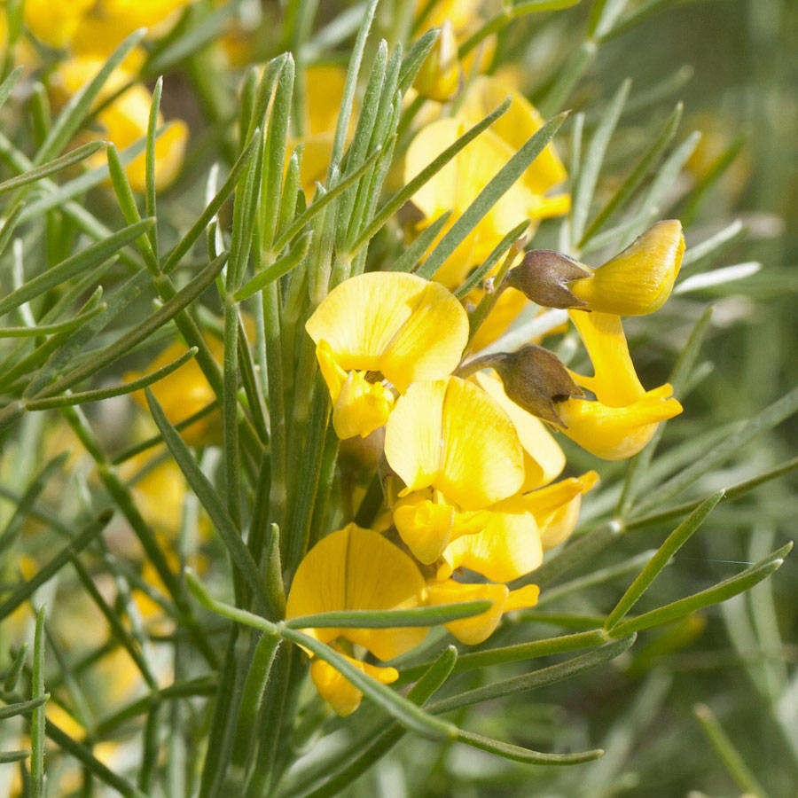 Слика од <i>Calobota sericea</i>