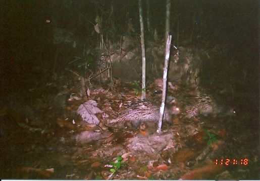 Image of Thick-spined Porcupine