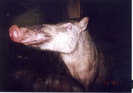 Image of Bearded Pig