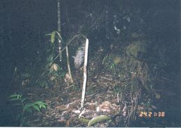 Image of Bearded Pig