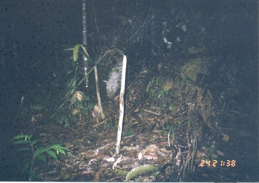 Image of Bearded Pig