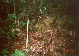 Image of Long-tailed Macaque