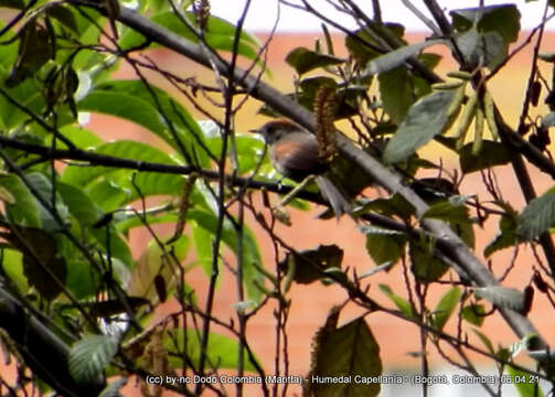 Image of Silvery-throated Spinetail