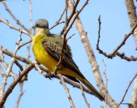 Image of Tropical Kingbird