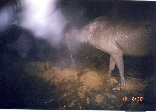 Image of Bearded Pig