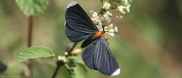 Image of White-tipped Black