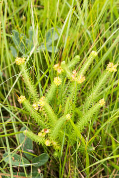 Image of Euphorbia natalensis Bernh. ex C. Krauss