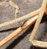Image of Black Crazy Ant