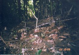 Image de écureuil plantain