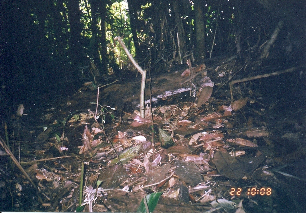 Image of Plantain Squirrel