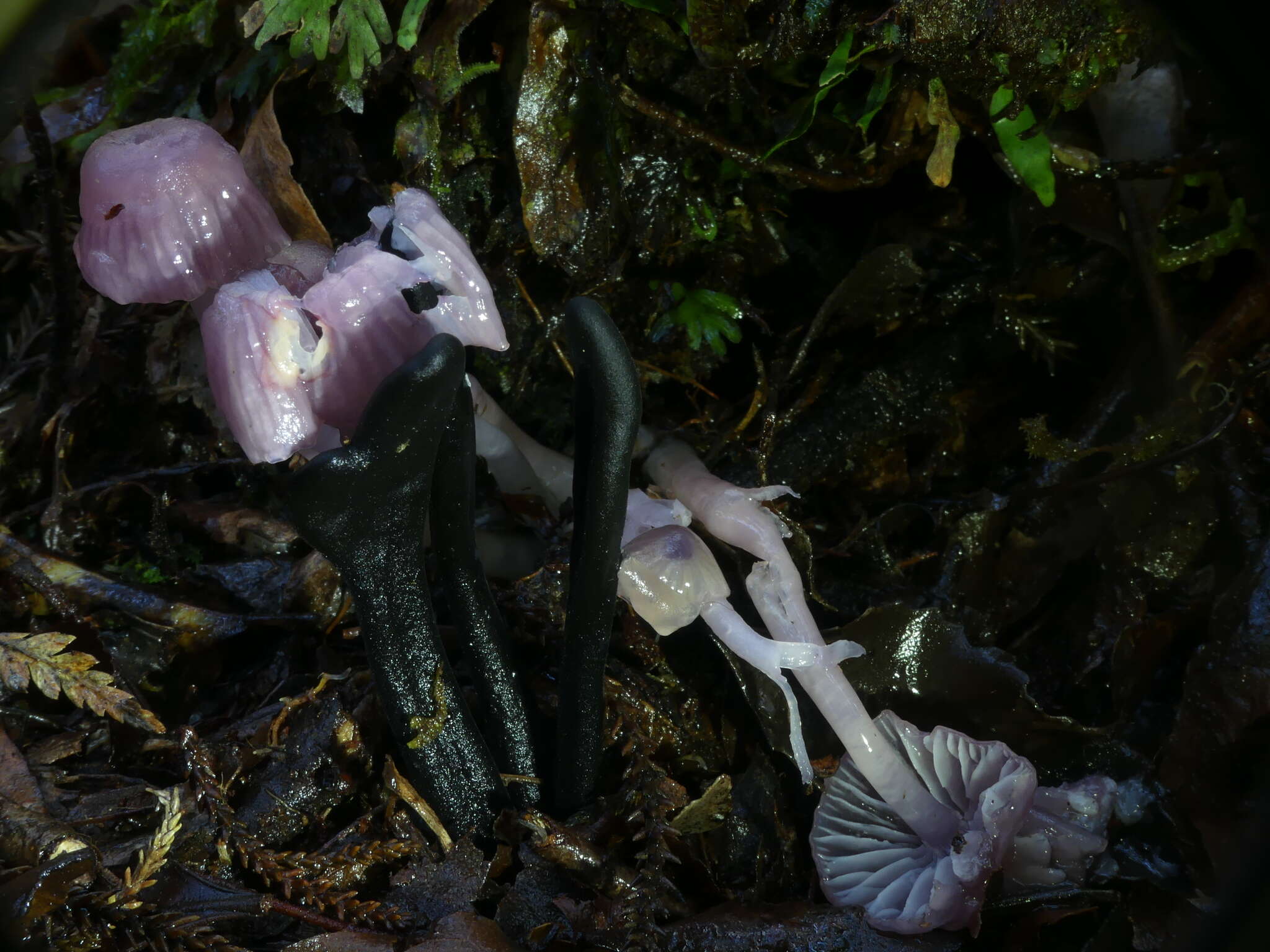 Image of Hygrocybe lilacinoides (E. Horak) Boertm. 2002