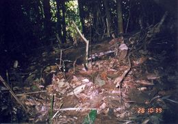 Image de écureuil plantain