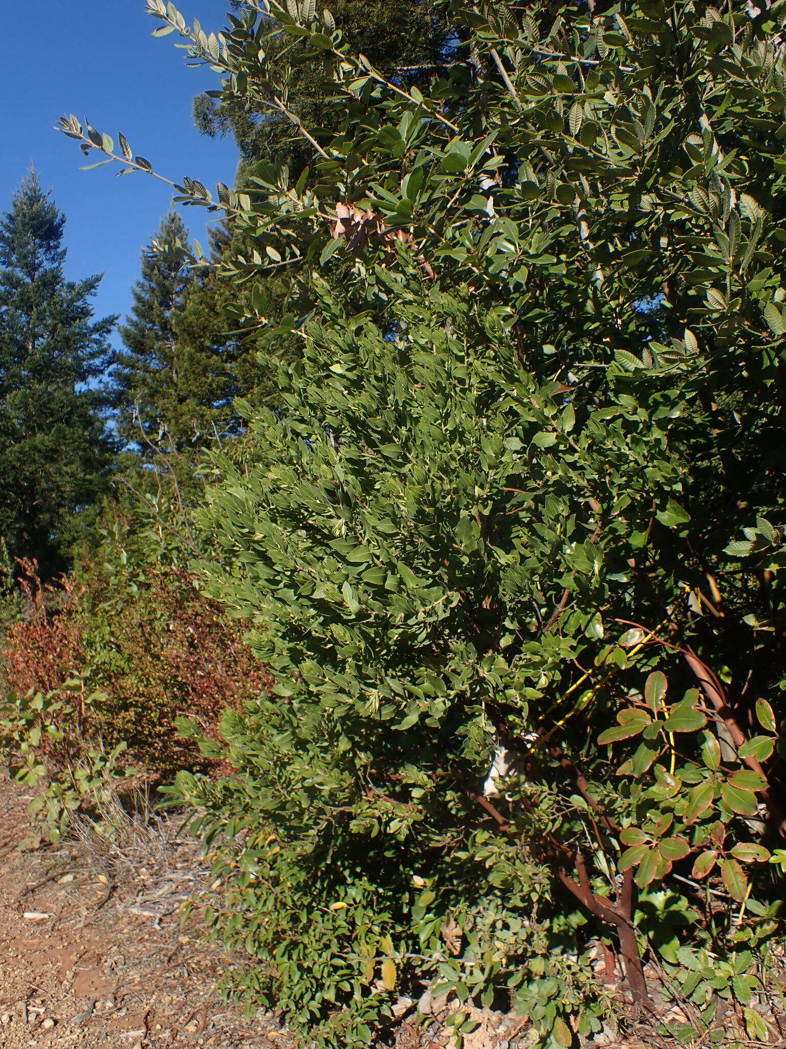 Sivun Arctostaphylos virgata Eastw. kuva