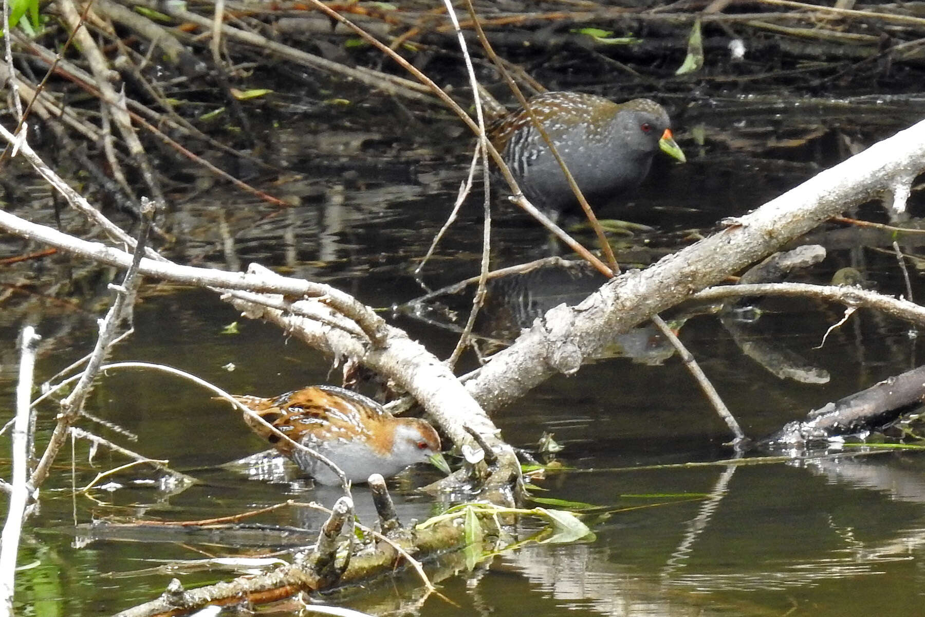 Image of Baillon's Crake