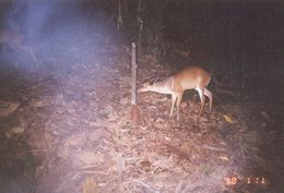 Image of Bornean Yellow Muntjac