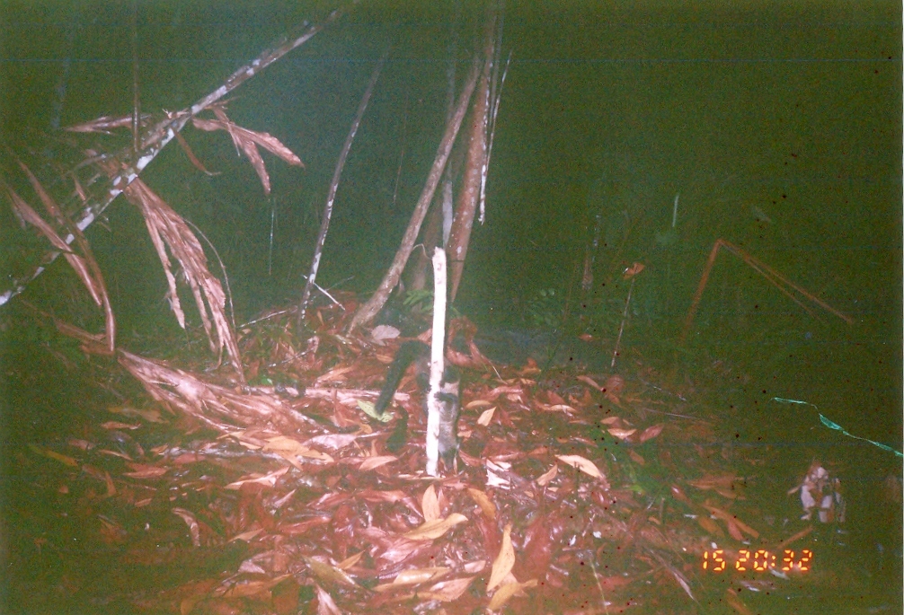 Image of Common palm civet