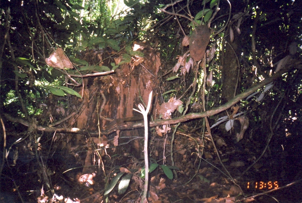 Image of Kinabalu Squirrel