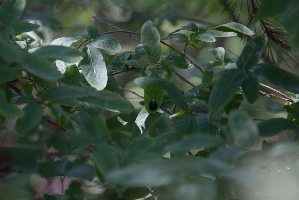 Lonicera nigra L. resmi