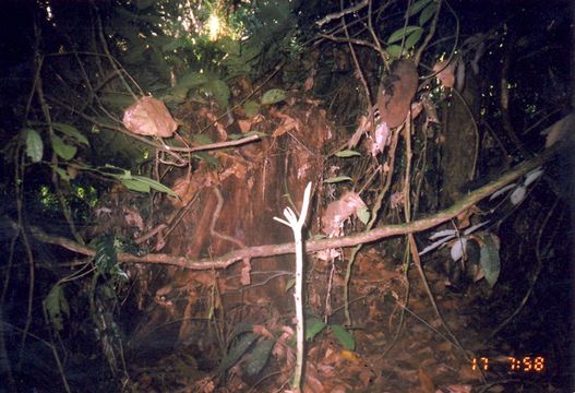 Image of Kinabalu Squirrel